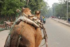 Approach to the Taj Mahal in Agra, India