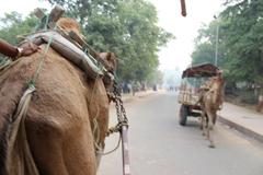 Approach to Taj Mahal