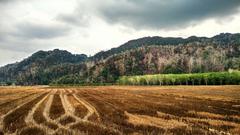 After Harvest in Malaysia with cloudy sky