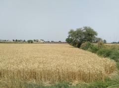 Bhagwal Village wheat field
