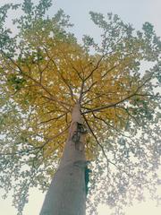 tree captured at University of Gujrat, Punjab in spring