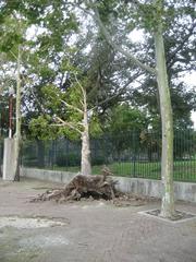 Tree toppled by Hurricane Gustav at Armstrong Park