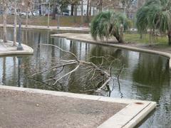 Louis Armstrong Park in New Orleans with some downed branches and debris