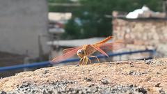 Close-up of a dragonfly with yellow wings