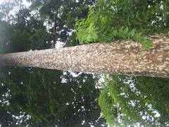 A spotty tree at the Reunification Palace in Saigon