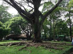 Tree near Independence Palace in Ho Chi Minh City, Vietnam