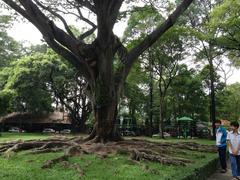 Tree near the Independence Palace in Ho Chi Minh City, Vietnam