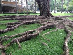 Tree near Independence Palace, Ho Chi Minh City, Vietnam