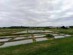 Salt marshes of Mornac-sur-Seudre viewed from Train des Mouettes