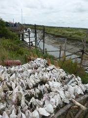 Oyster farming at Mornac sur Seudre port