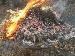 éclade of mussels in Charente-Maritime, SW France