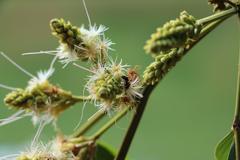 Angá bud being pollinated by a bee