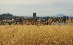 View of Jenštejn over golden ripening grain from the east on the Radonice – Zápy cycle path