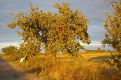 Apple tree next to Radonice cycle path