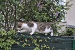 grey tabby cat lying on a brick surface with a green collar