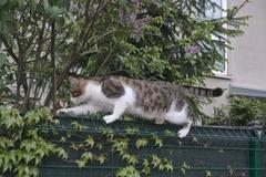 Brown tabby cat relaxing on a brick pathway