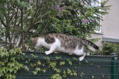 domestic cat sitting on a sidewalk in Vienna, Austria