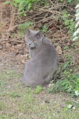 a domestic cat sitting on a green grassy field in Donaustadt, Vienna