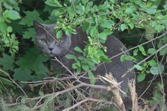 Cat sitting on a sunny pathway in a green environment