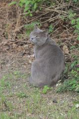 Domestic Cat in Donaustadt, Vienna