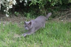 Domestic cat in a park in Donaustadt, Vienna