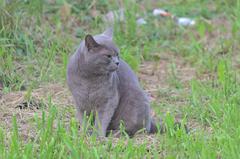 Domestic cat sitting on a wooden log