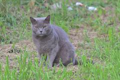 Domestic cat sitting on a green lawn