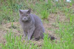 cat sitting on a path in a green park