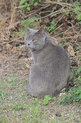 Domestic cat sitting on a grassy field