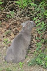 domestic cat in a green park