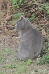 Grey tabby cat sitting in green grass