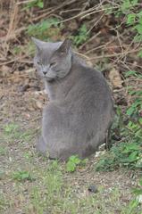 Grey tabby cat sitting on a dirt ground near greenery