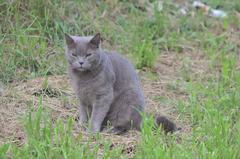 Cat sitting in grass at Albert-Schultz-Grüngürtel, Vienna