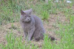 European wildcat in a green urban area