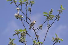 Tree sparrow perched on a branch in Donaustadt, Vienna, Austria