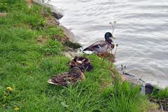 Nowa Huta Lake with mallards in Kraków, Poland