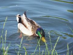 duck on a pond