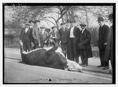 Shooting Bull statue in Central Park