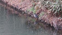 Black-crowned Night-heron in Zizhuyuan Park wetland