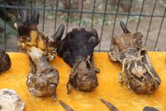 animal paws at Beijing street market