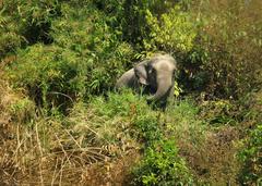 Asian elephant at Inani, Cox's Bazar