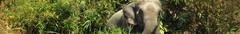 Asian Elephant in Inani, Cox's Bazar