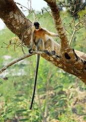 Capped Langur at Inani, Cox's Bazar