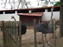 Ostriches grazing in an open field under a clear sky