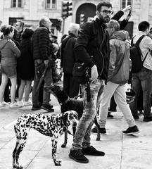 dogs participating in a demonstration