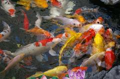 Colorful koi fish swimming in clear water