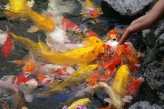 Colorful koi fish swimming in clear water