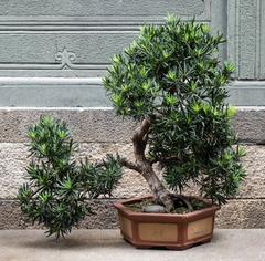 Bonsai at Jade Buddha Temple in Shanghai