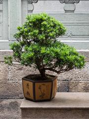 Bonsai in the Jade Buddha Temple in Shanghai