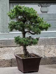 Bonsai tree at Jade Buddha Temple in Shanghai